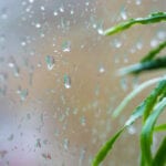 house plants and raindrops on the window glass, close up